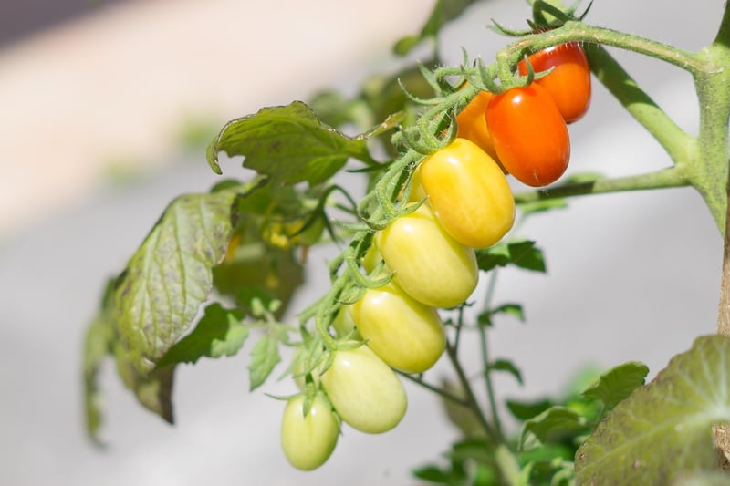 Mediterranean Diet
